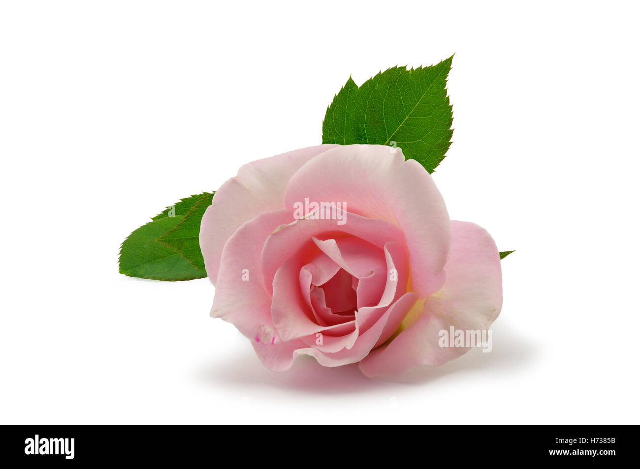 Closeup picture of pink Rose isolated on white background Stock Photo ...