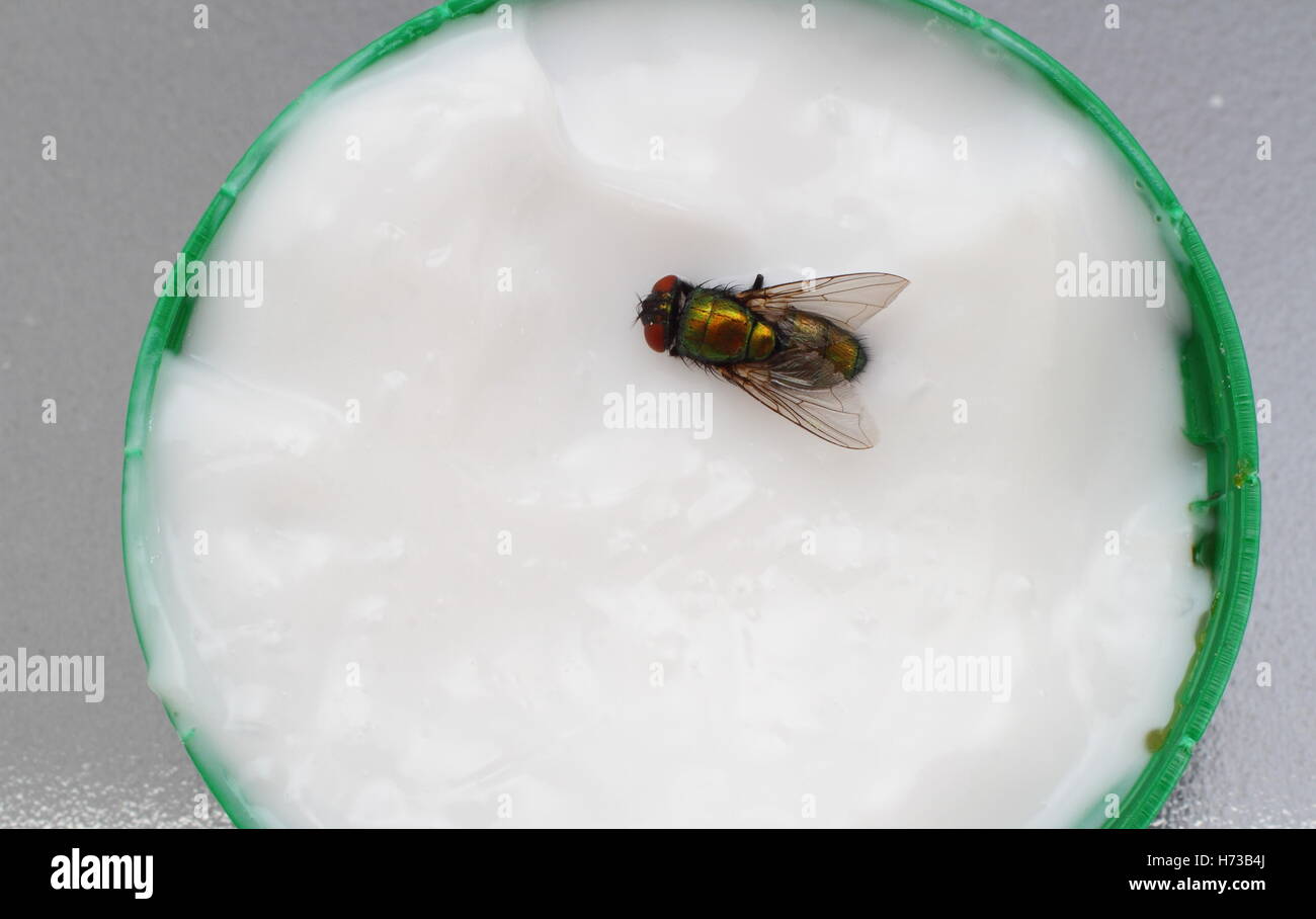 Fly in the ointment hi-res stock photography and images - Alamy
