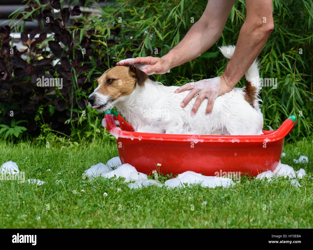 What Soap To Use To Wash A Dog