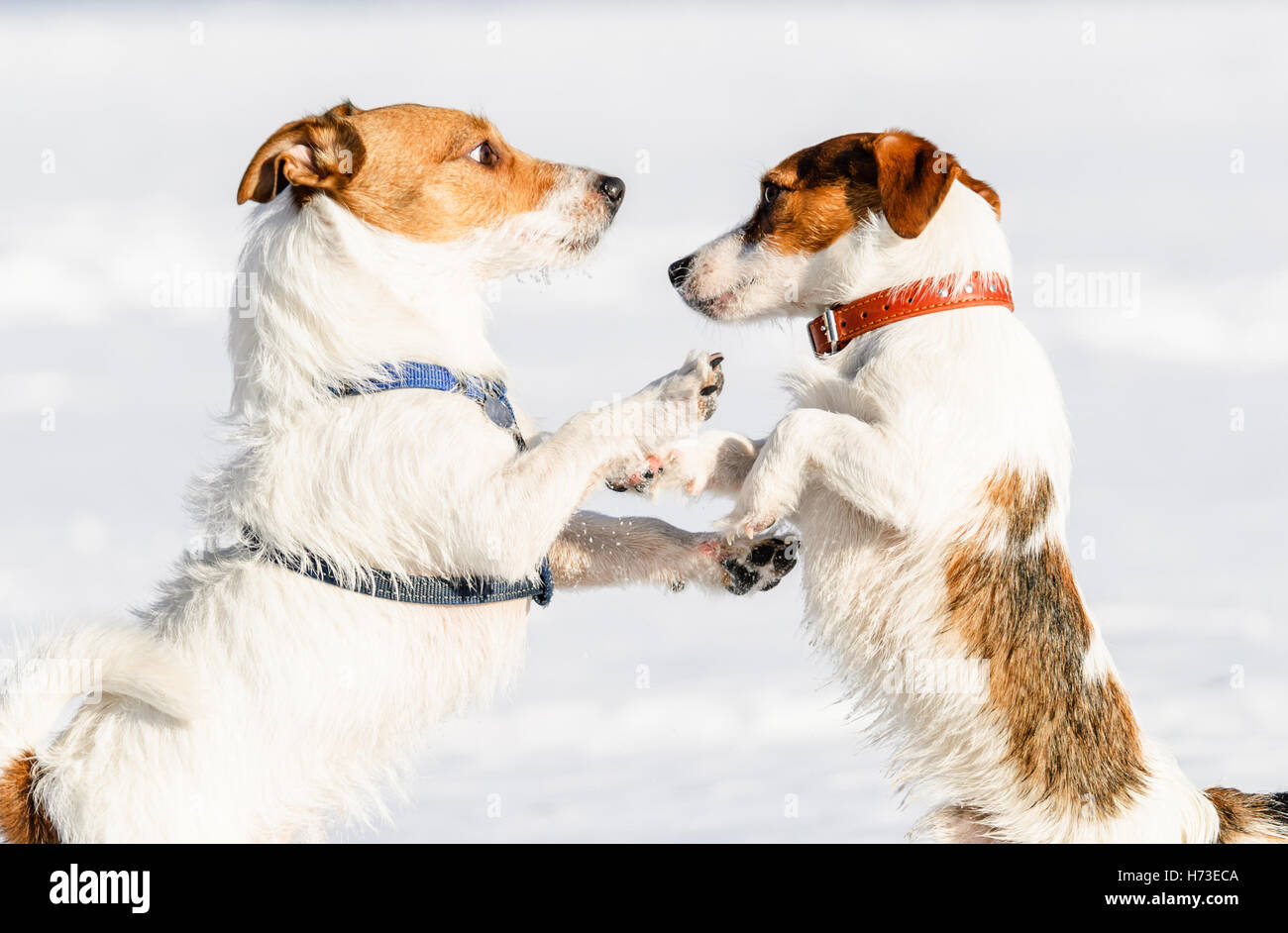 Dog in harness vs dog in collar wrestling on snow Stock Photo