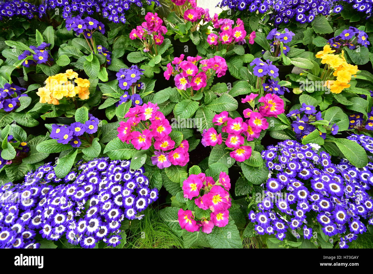 Dense carpet of flowers with vivid colours Stock Photo Alamy