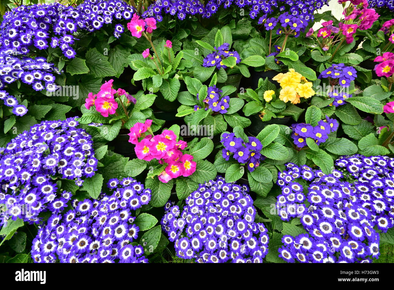 Dense carpet of flowers with vivid colours Stock Photo Alamy