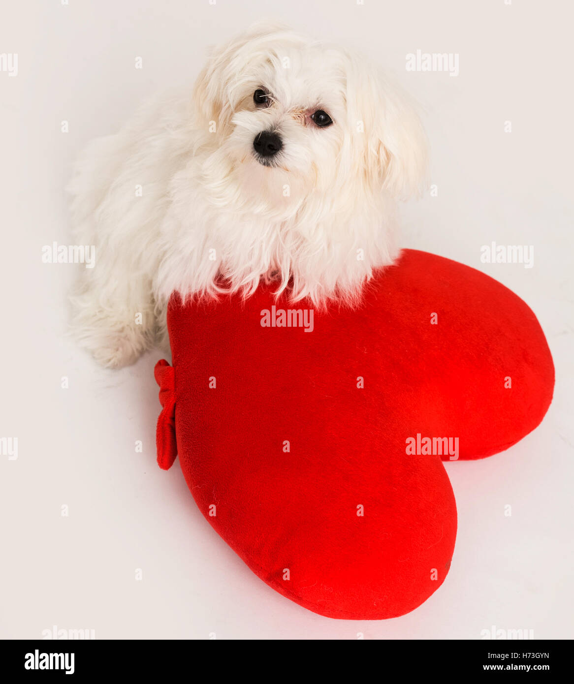 Pets at home small animals hires stock photography and images Alamy