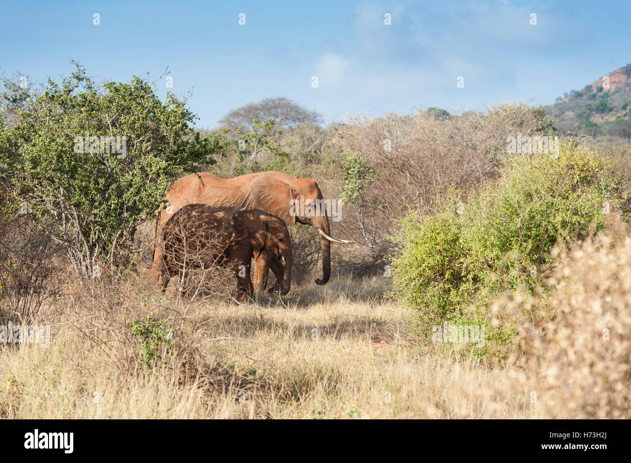 Safari mammals hi-res stock photography and images - Alamy
