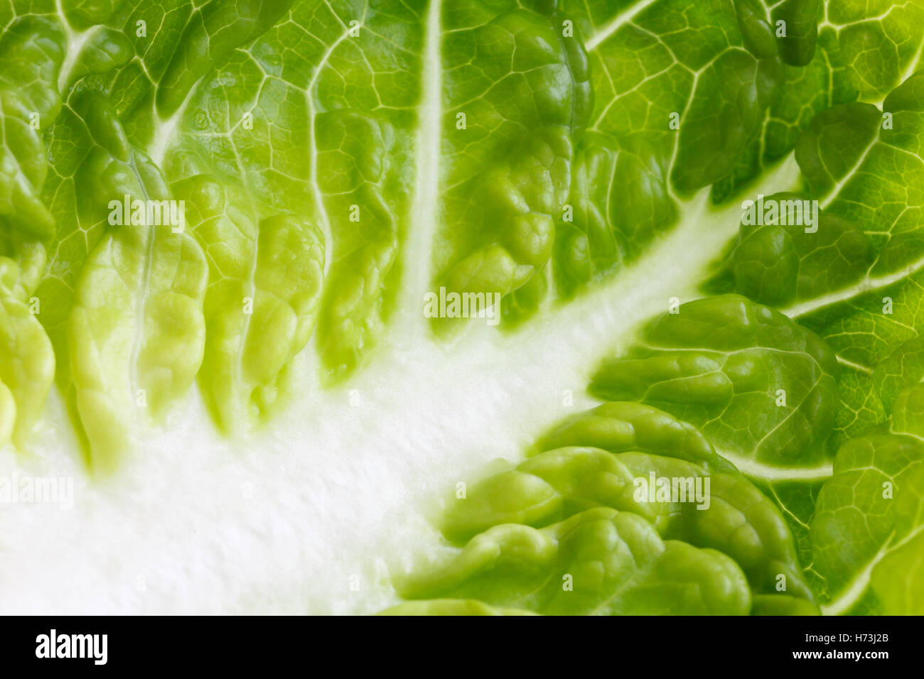 Extreme detail of gem lettuce Stock Photo Alamy