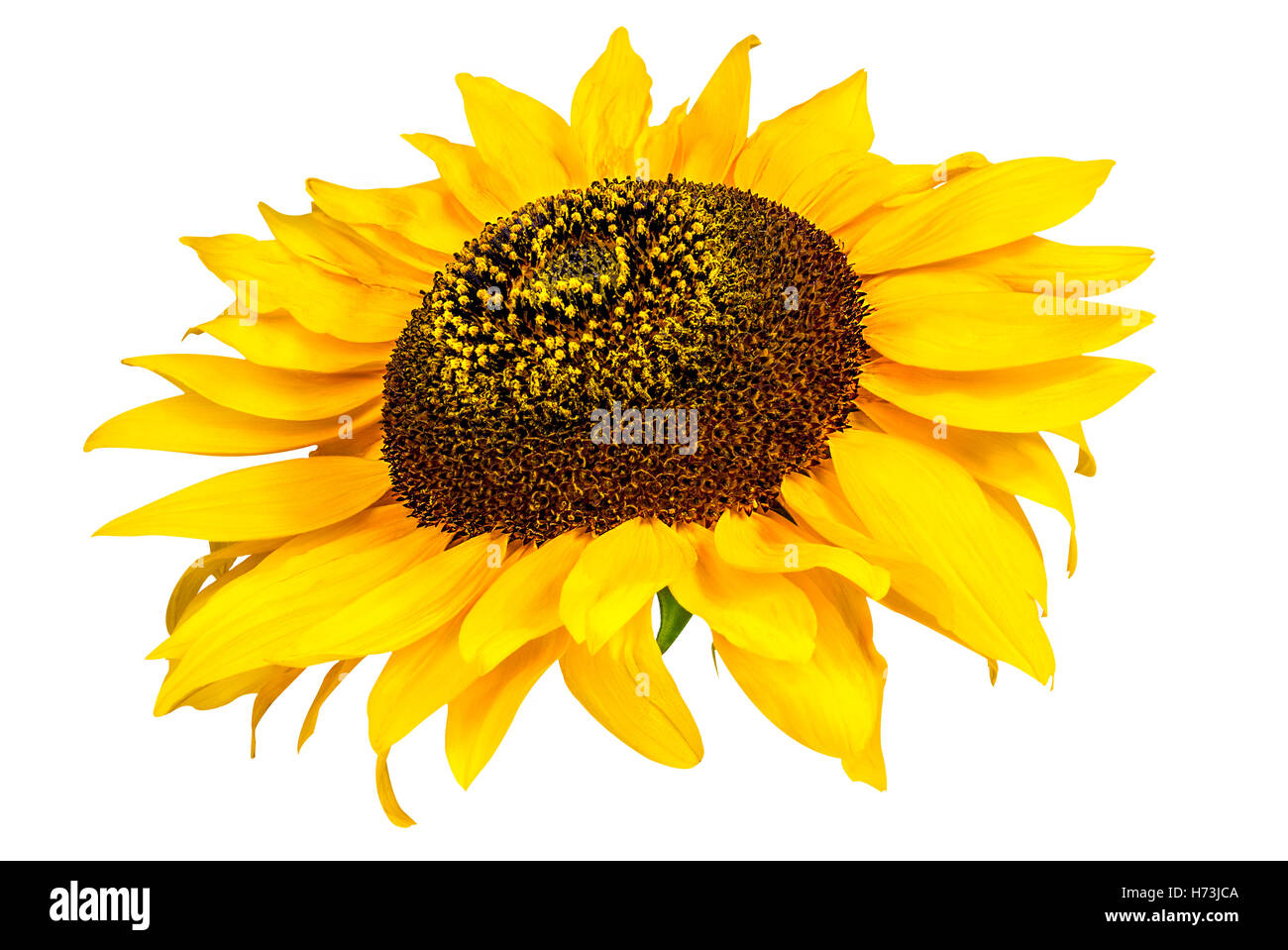 Sunflower isolated on white background Stock Photo - Alamy