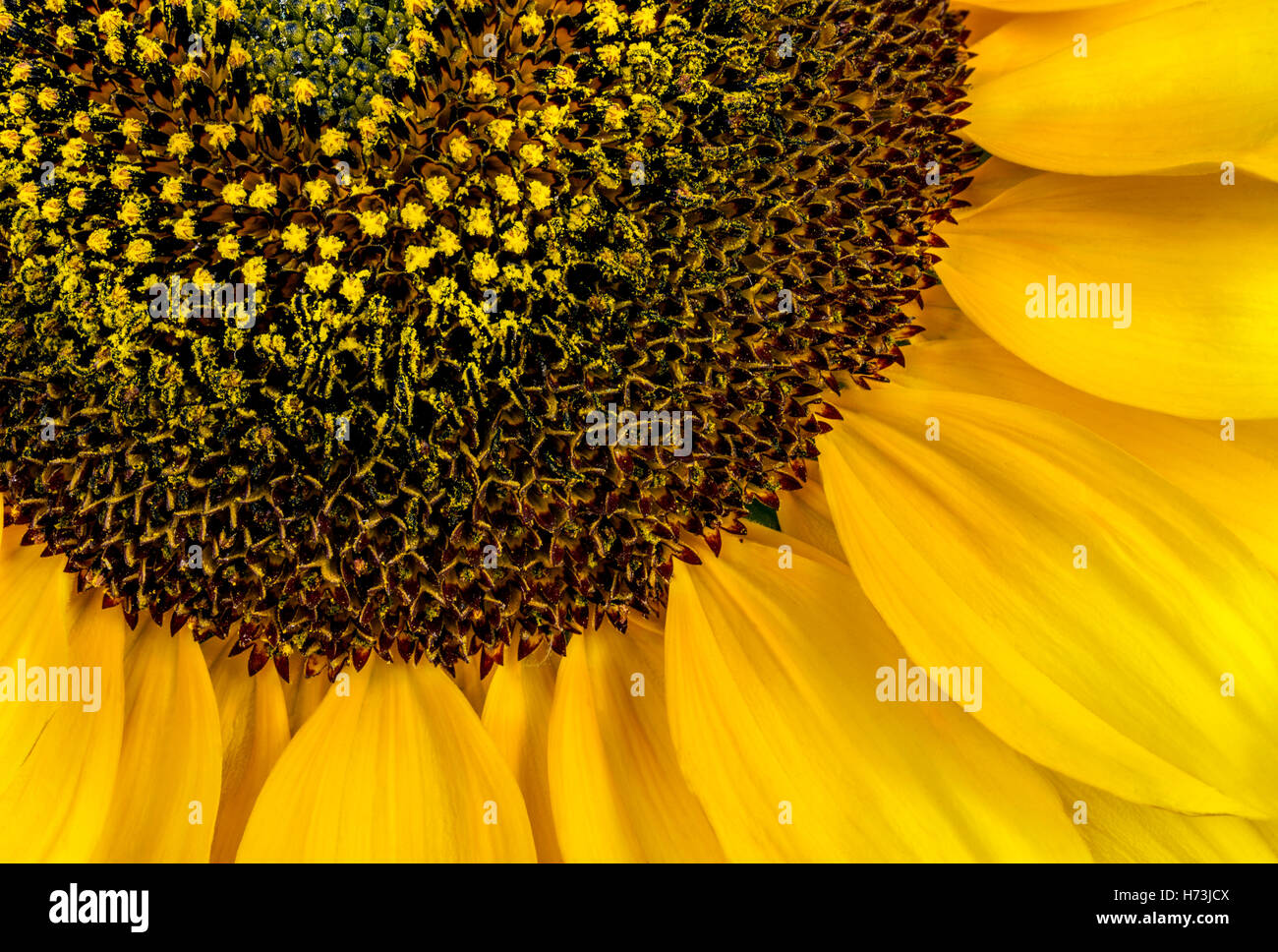 Image Result For Sunflower History Origins Domestication Exportation And More