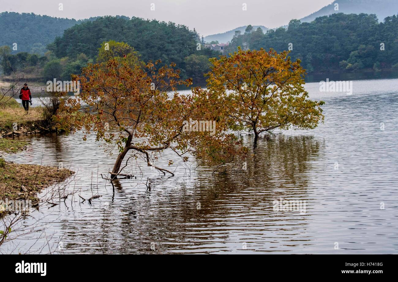 Dawu. 2nd Nov, 2016. Photo taken on Nov. 2, 2016 shows Chinese tallow trees in a lake in Luotian Village of Dawu County, central China's Hubei Province. Chinese tallow tree, known as Sapium sebiferum scientifically, is a good material for furniture, and its resin and seeds can produce oil for industrial use. © Du Huaju/Xinhua/Alamy Live News Stock Photo