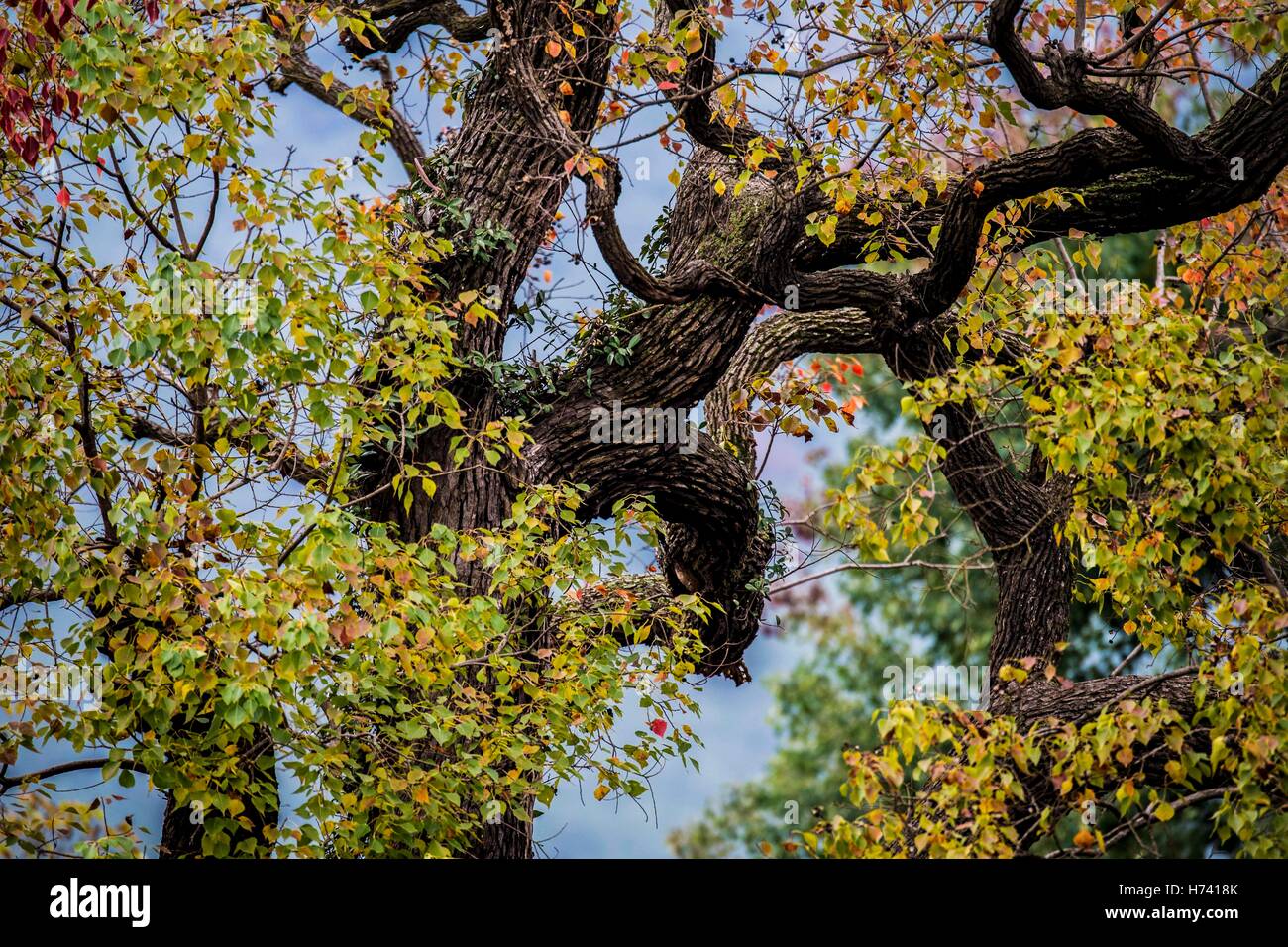 Dawu. 2nd Nov, 2016. Photo taken on Nov. 2, 2016 shows Chinese tallow trees in Beishan Village of Dawu County, central China's Hubei Province. Chinese tallow tree, known as Sapium sebiferum scientifically, is a good material for furniture, and its resin and seeds can produce oil for industrial use. © Du Huaju/Xinhua/Alamy Live News Stock Photo