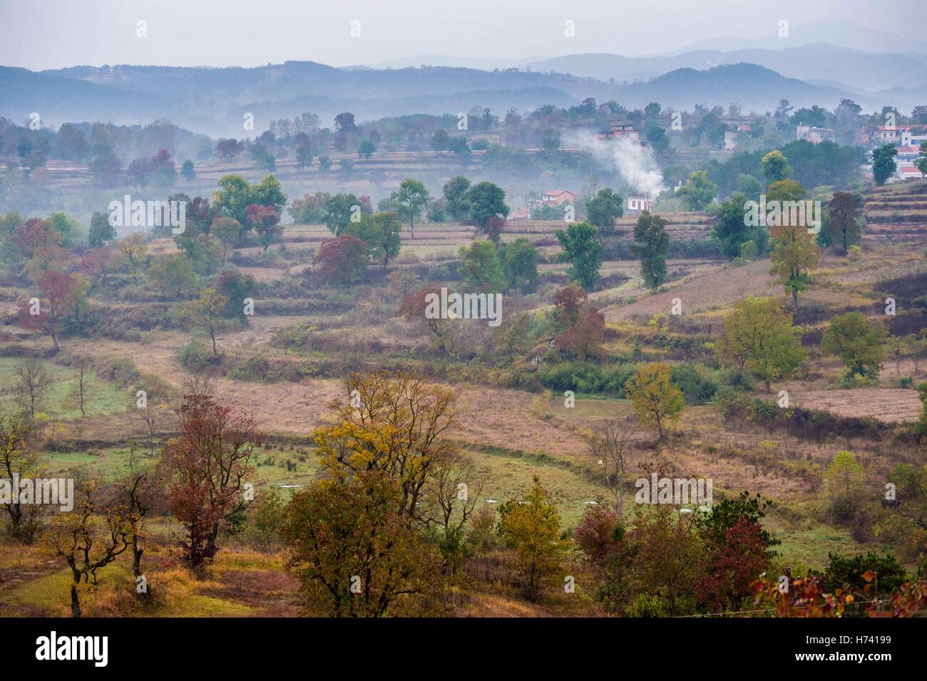 Dawu. 2nd Nov, 2016. Photo taken on Nov. 2, 2016 shows the woods of Chinese tallow trees in Beishan Village of Dawu County, central China's Hubei Province. Chinese tallow tree, known as Sapium sebiferum scientifically, is a good material for furniture, and its resin and seeds can produce oil for industrial use. © Du Huaju/Xinhua/Alamy Live News Stock Photo