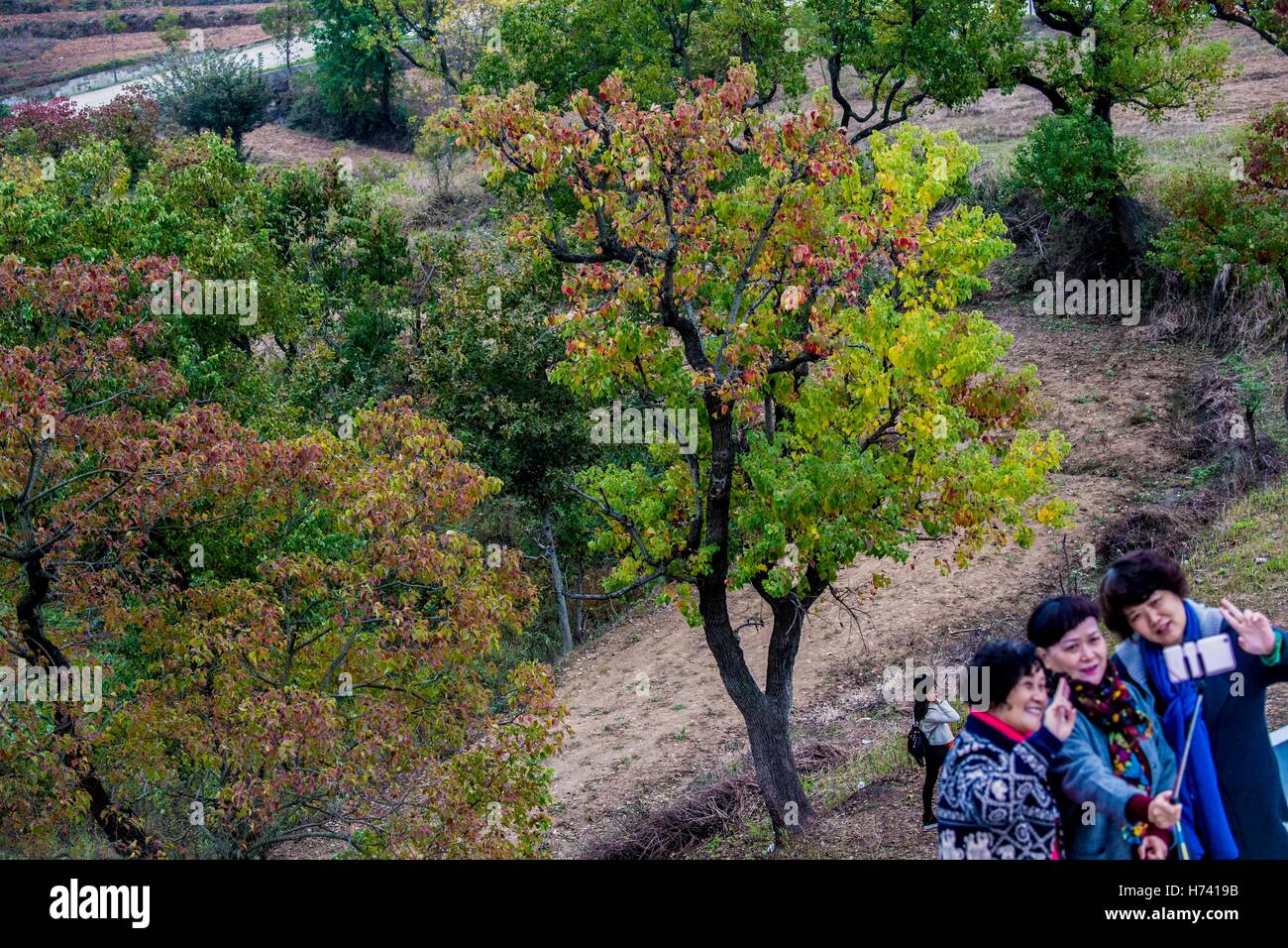 Dawu, China's Hubei Province. 2nd Nov, 2016. Tourists take photos in front of Chinese tallow trees in Beishan Village of Dawu County, central China's Hubei Province, Nov. 2, 2016. Chinese tallow tree, known as Sapium sebiferum scientifically, is a good material for furniture, and its resin and seeds can produce oil for industrial use. © Du Huaju/Xinhua/Alamy Live News Stock Photo