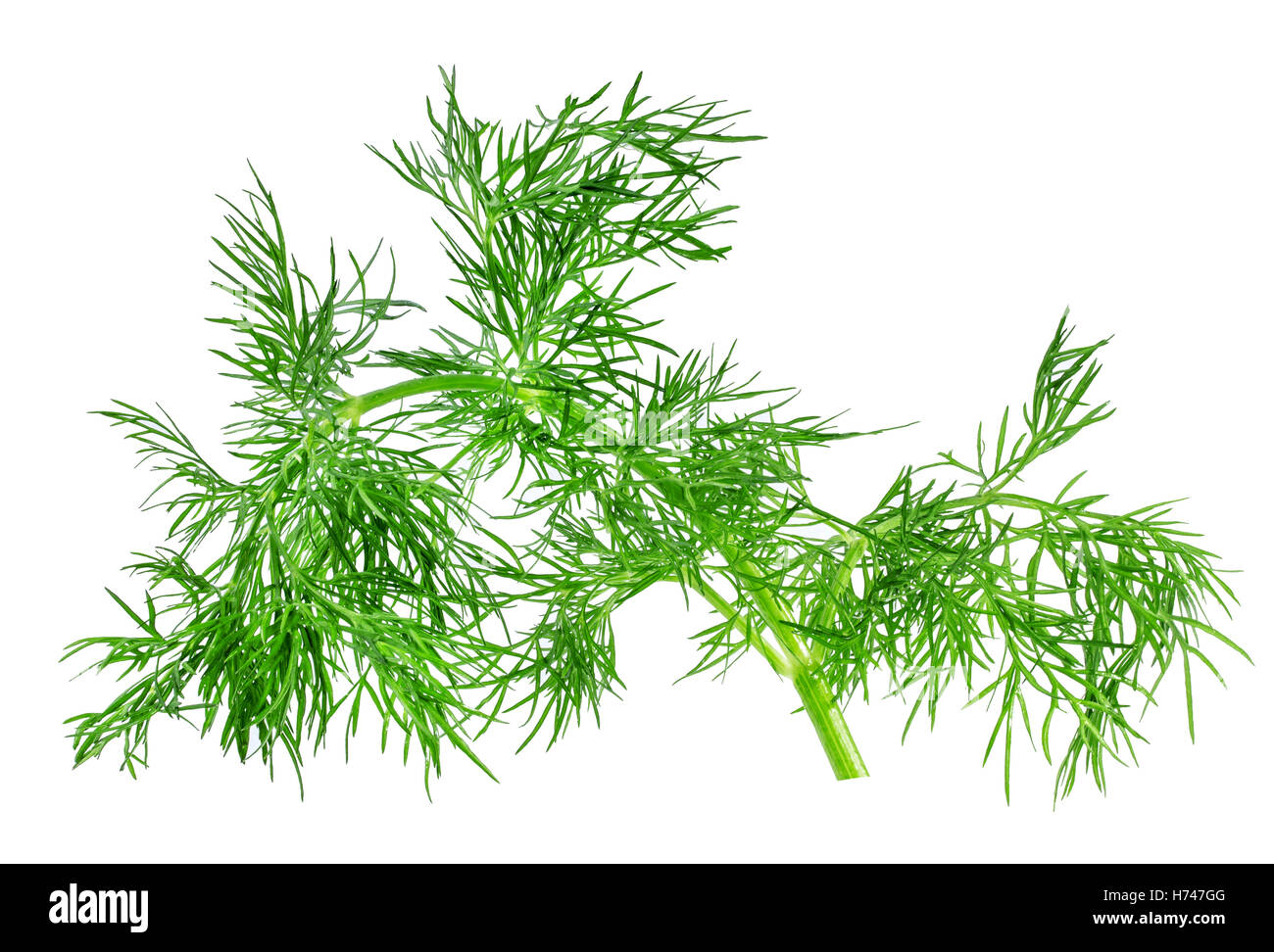 bunch of dill isolated on a white background Stock Photo - Alamy