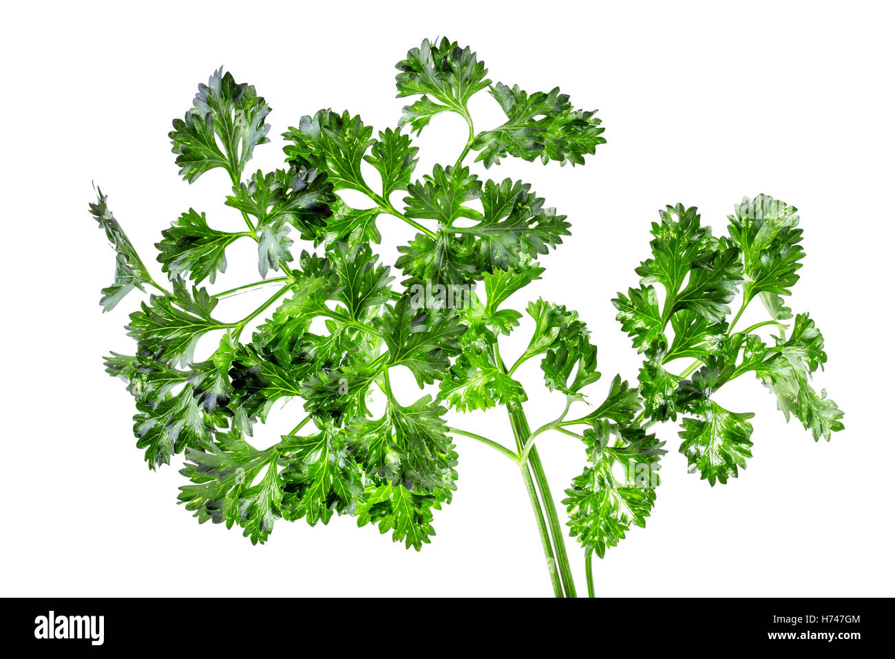 green parsley isolated on white background Stock Photo - Alamy