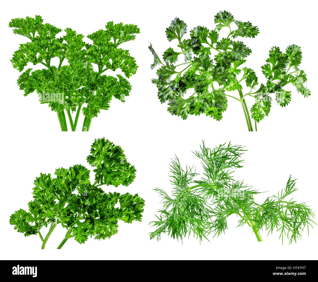 Collection of leaves of  parsley, dill closeup on isolated white background Stock Photo