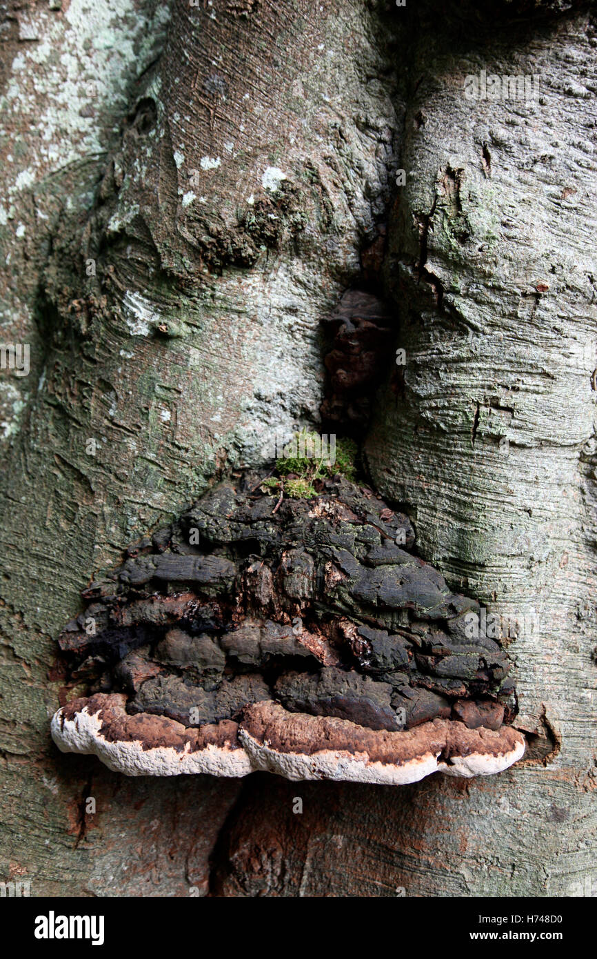 Petrified forest fungi, Carrickmacross Stock Photo