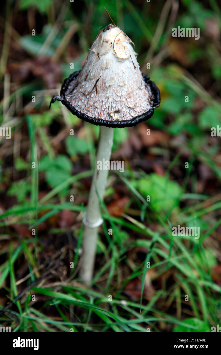 Coprinus comatus, edible Shaggy Cap mushroom Stock Photo