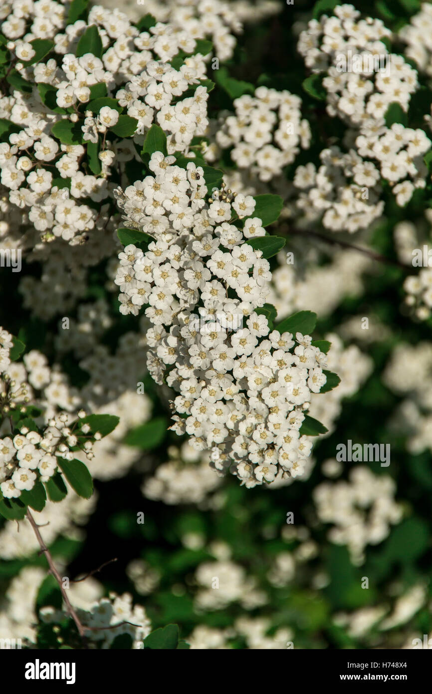 Inflorescence flower Spirea with green leaves. Stock Photo