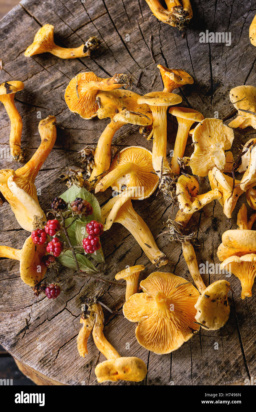 Forrest chanterelle mushrooms Stock Photo
