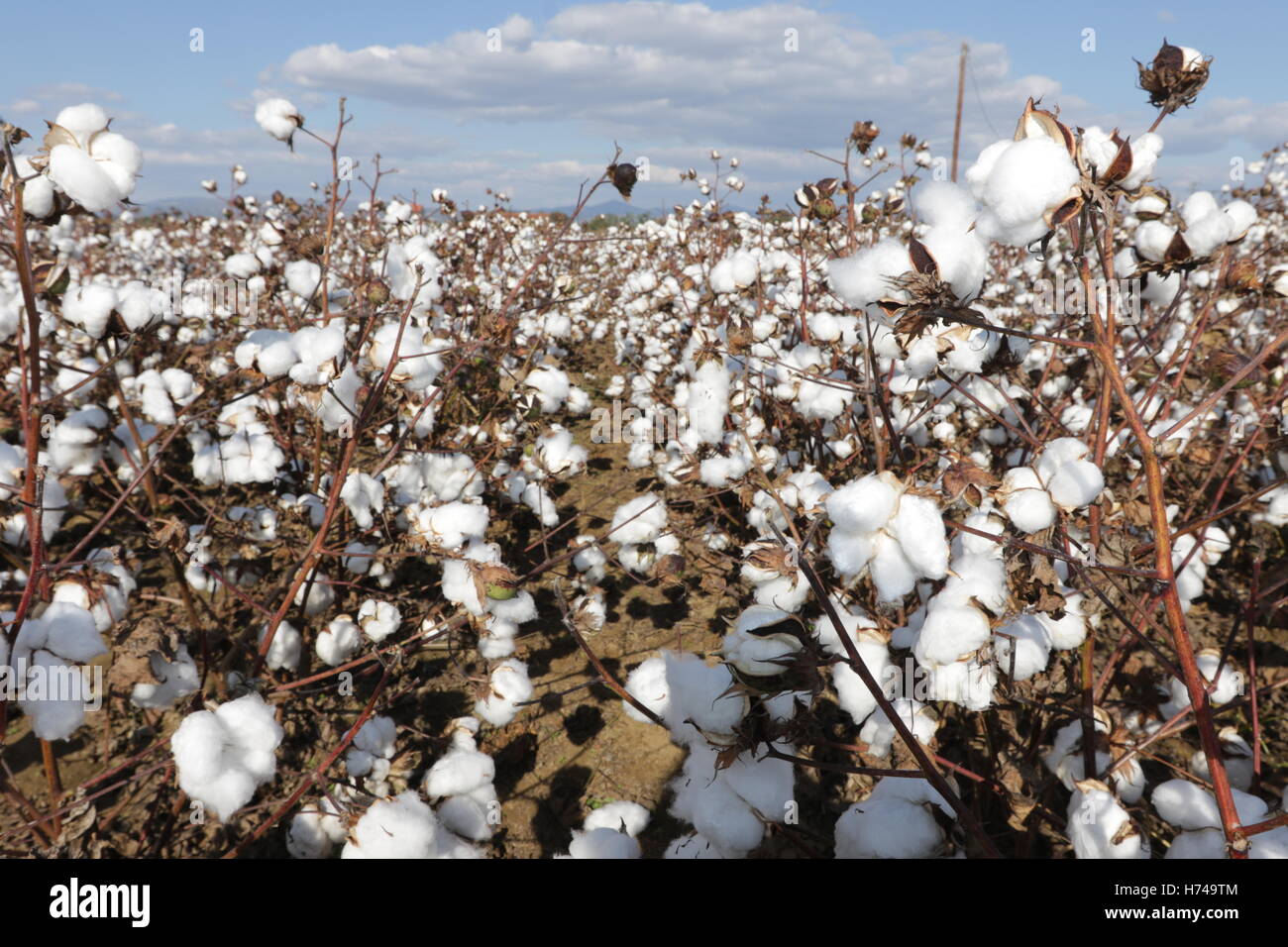 Agriculture Cotton field in Thrace, Greece Stock Photo Alamy