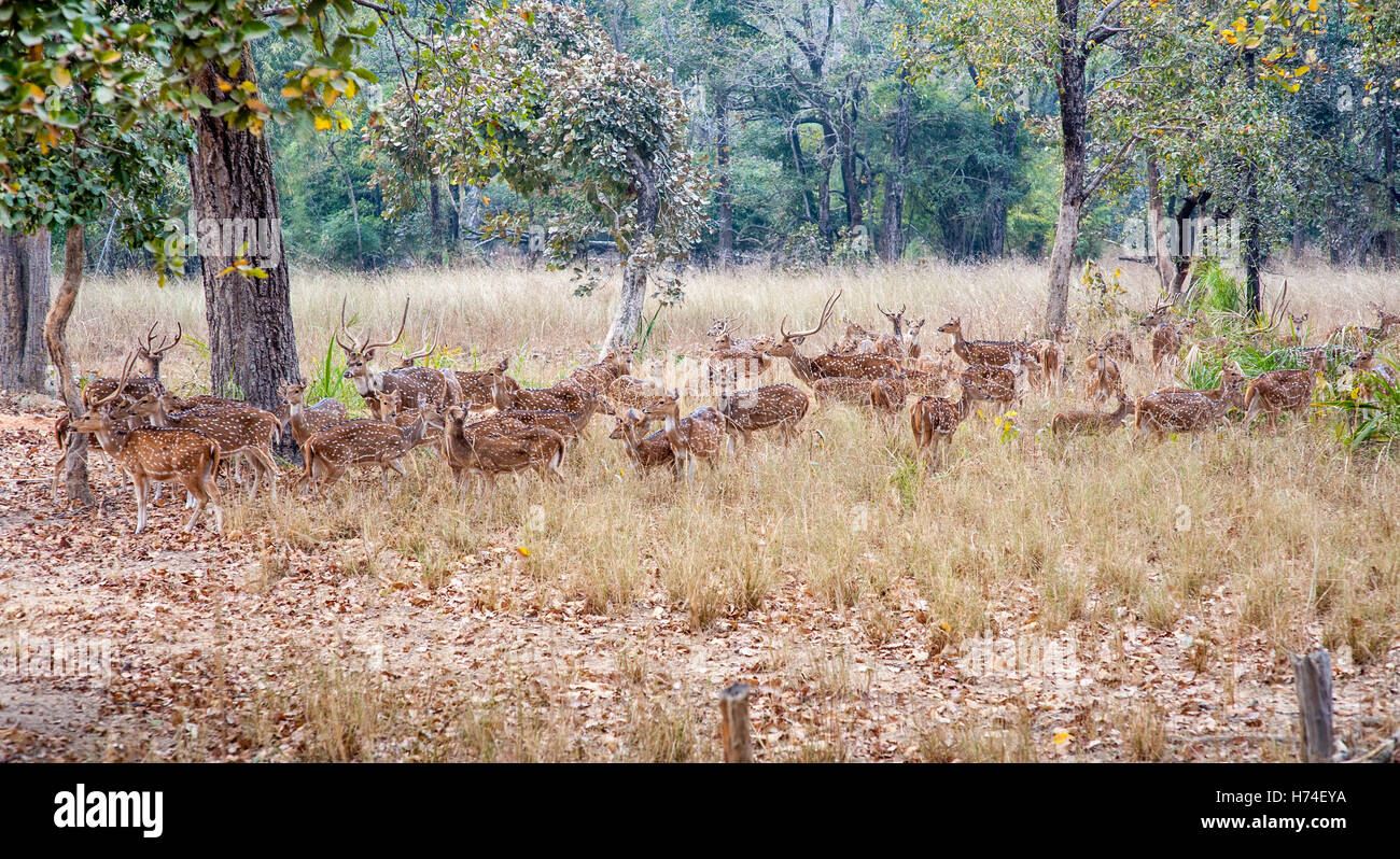 Deer in Bandavgarh National Park Stock Photo