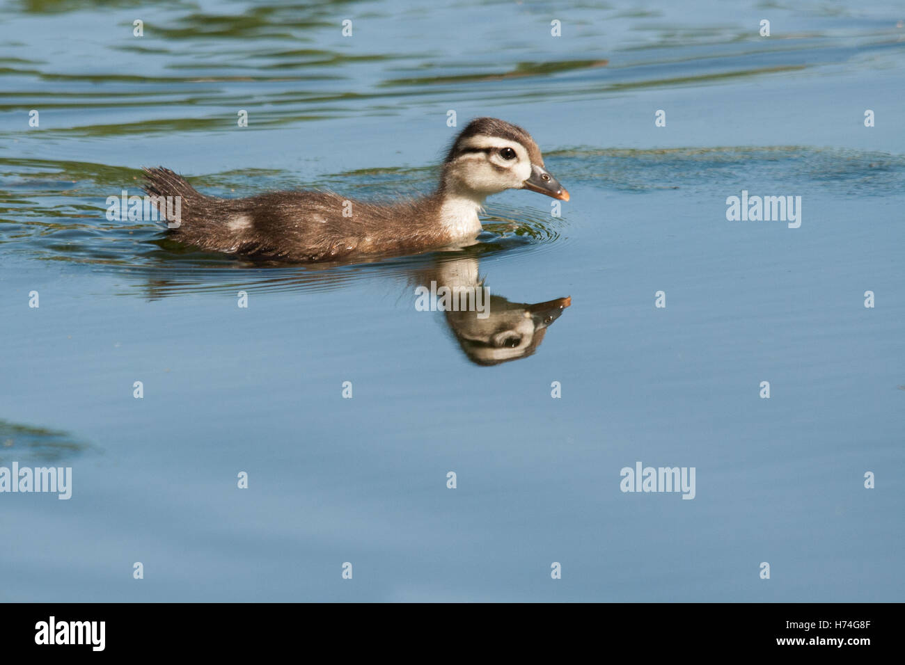 Baby duckling swimming in the water with reflection Stock Photo