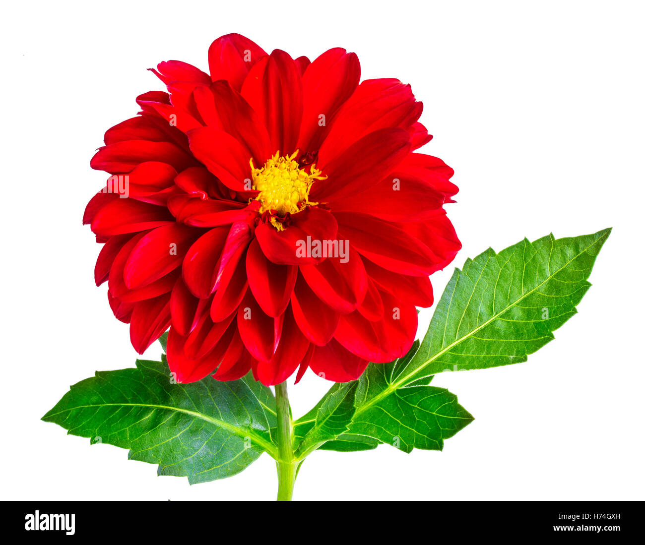 dahlia flower isolated on white background Stock Photo