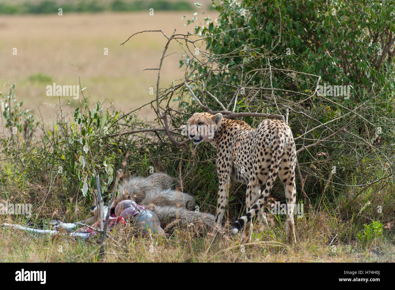 Mammals of kenya hi-res stock photography and images - Alamy