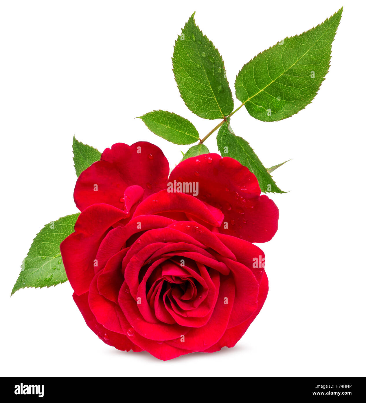 rose isolated on the white background Stock Photo - Alamy