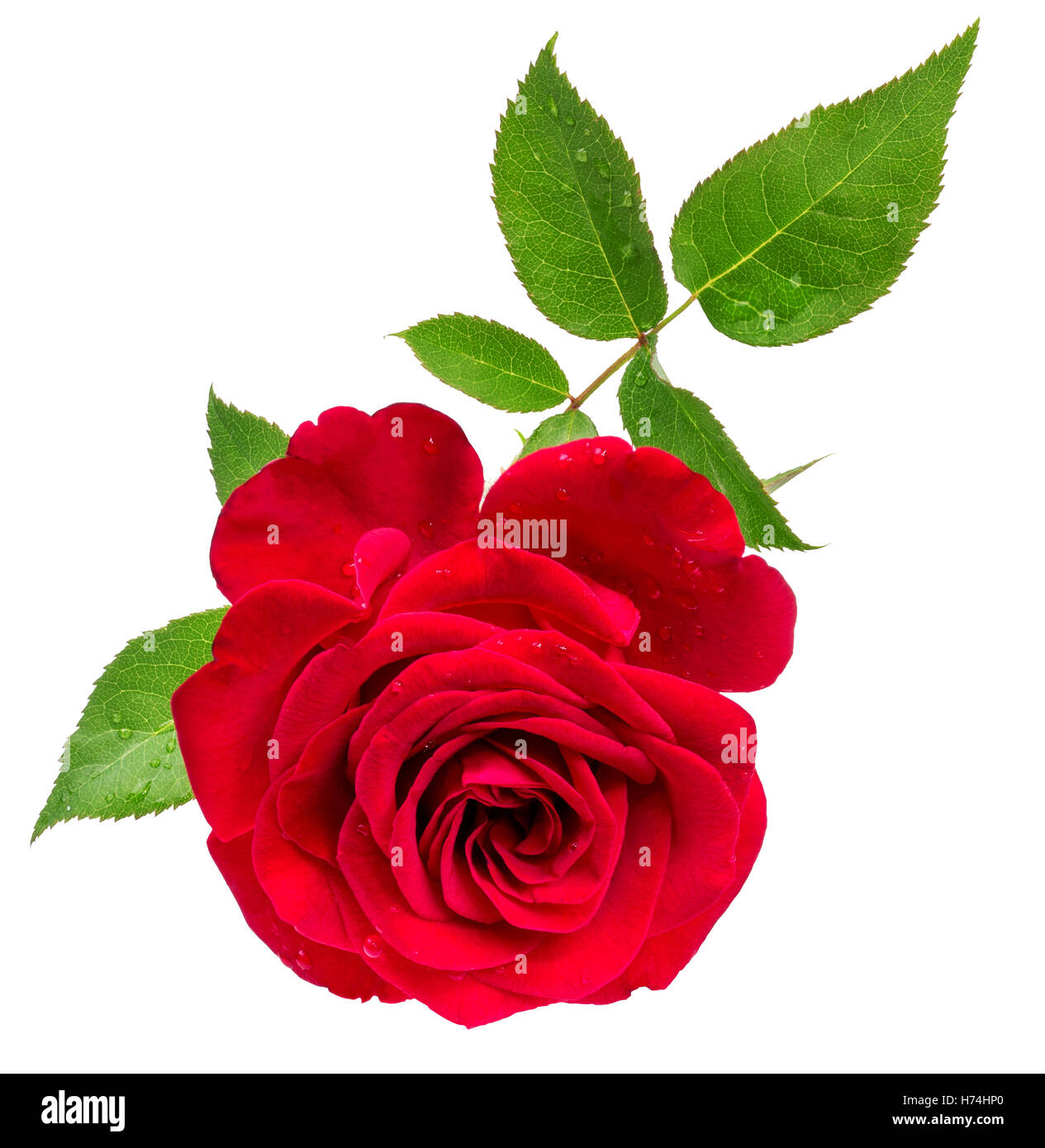 rose isolated on the white background Stock Photo - Alamy