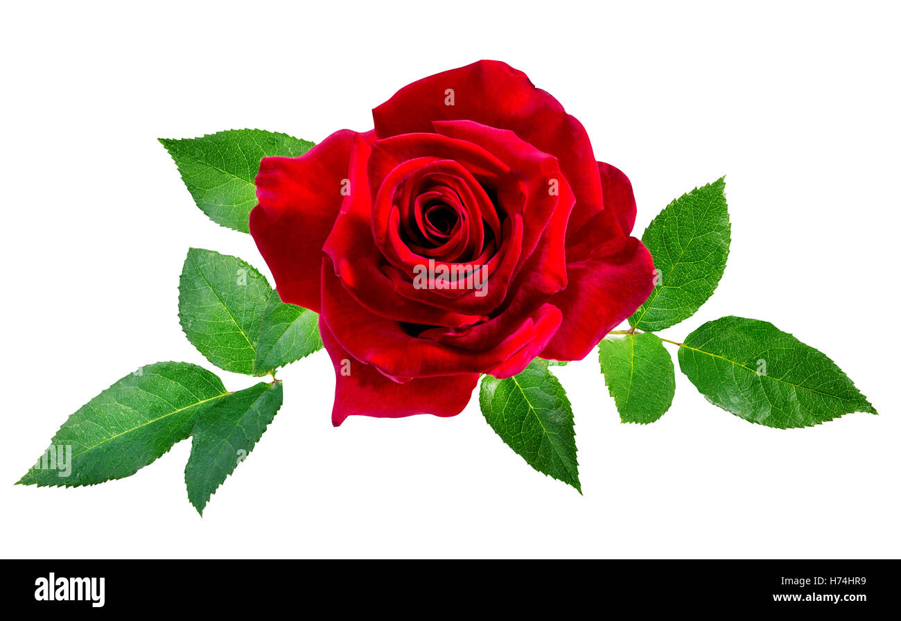 rose isolated on the white background Stock Photo - Alamy