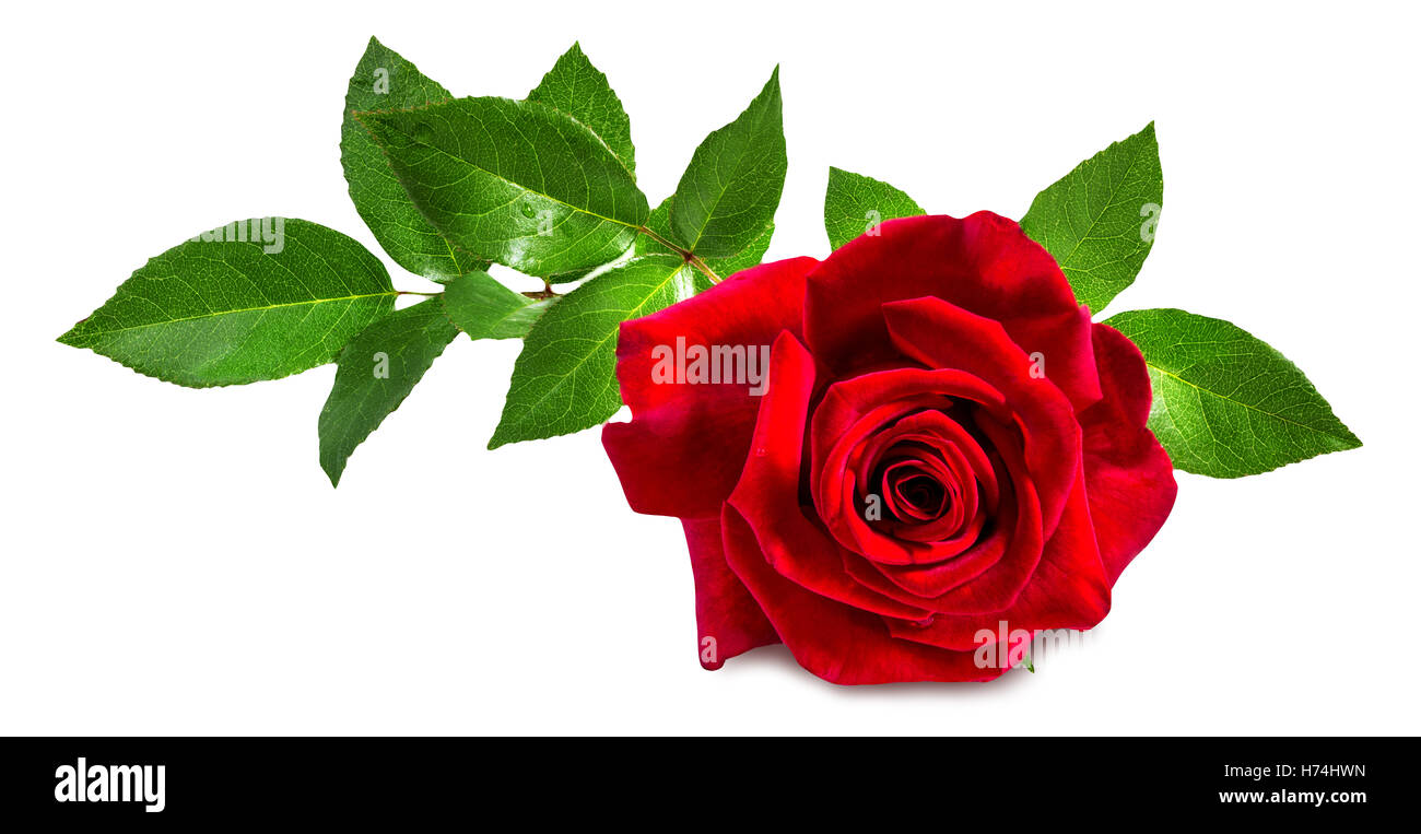 rose isolated on the white background Stock Photo - Alamy