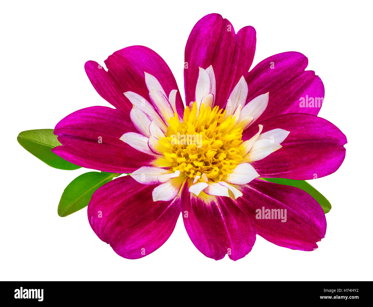 dahlia isolated on white background Stock Photo - Alamy