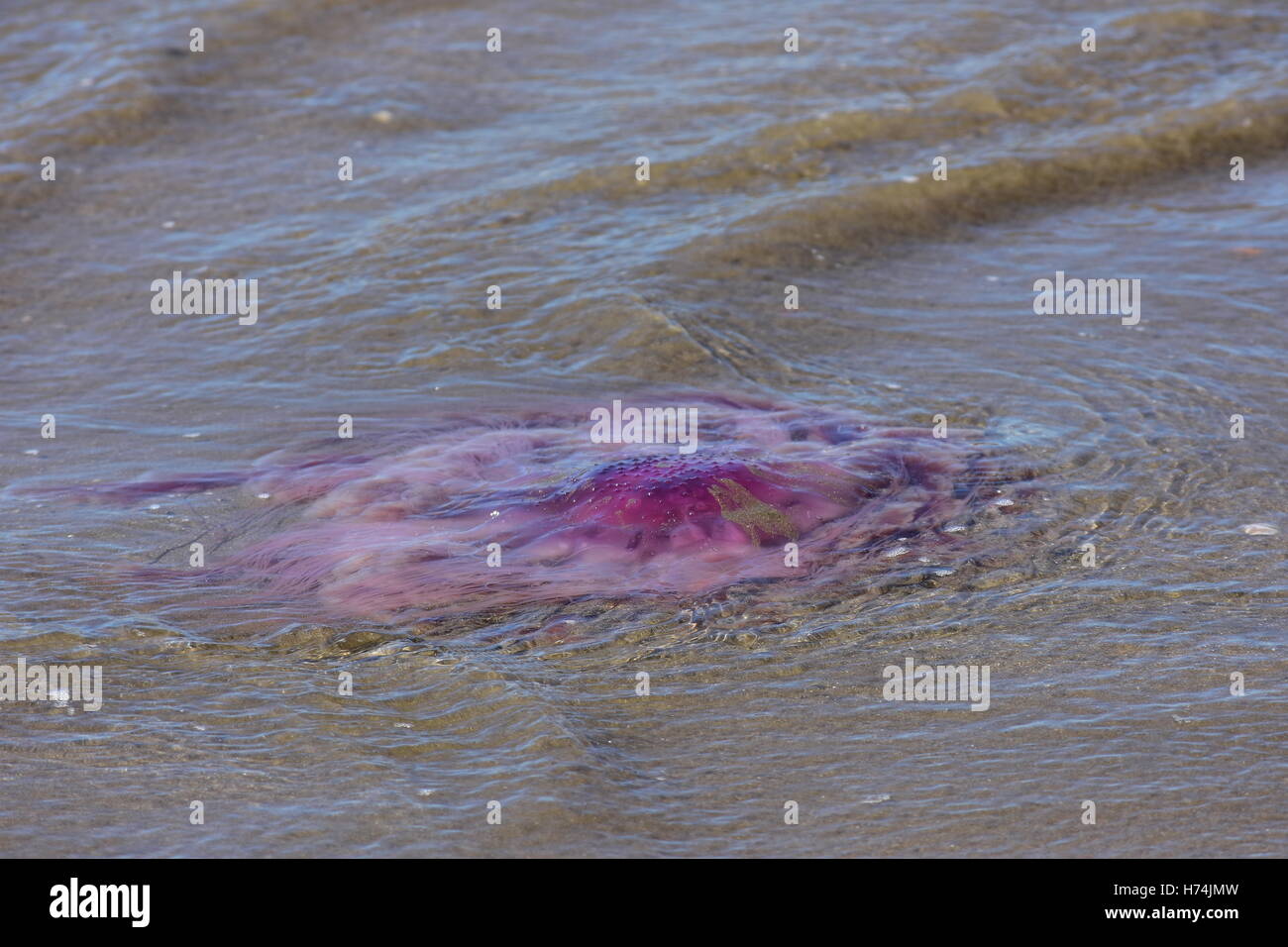 Big jellyfish stranded in shallow waves. Stock Photo