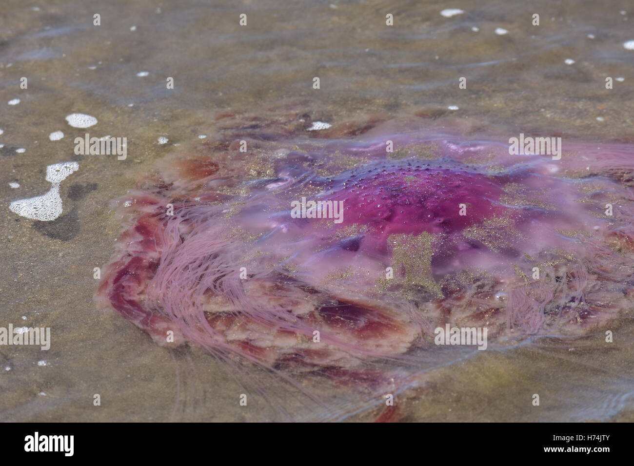 Pink and clear jellyfish stranded in shallow water. Stock Photo