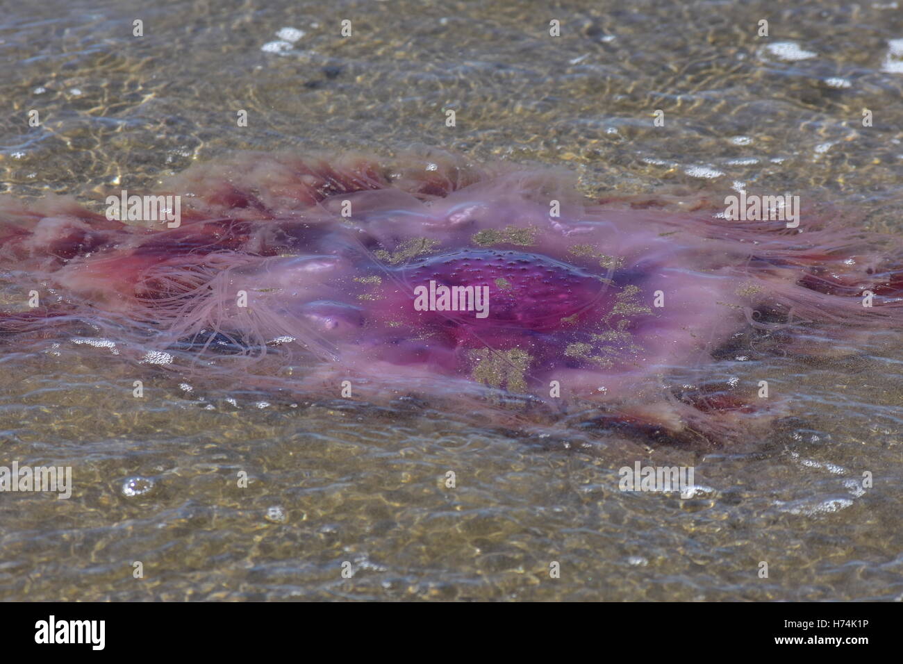 Large jellyfish stranded in shallow water. Stock Photo