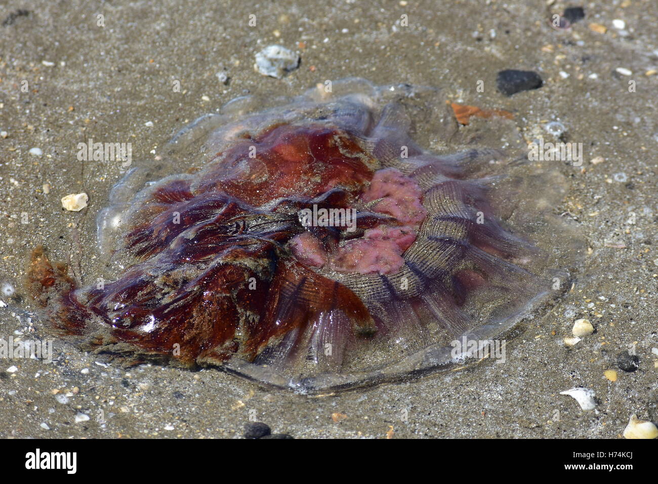 Large jellyfish washed up on the sand. Stock Photo