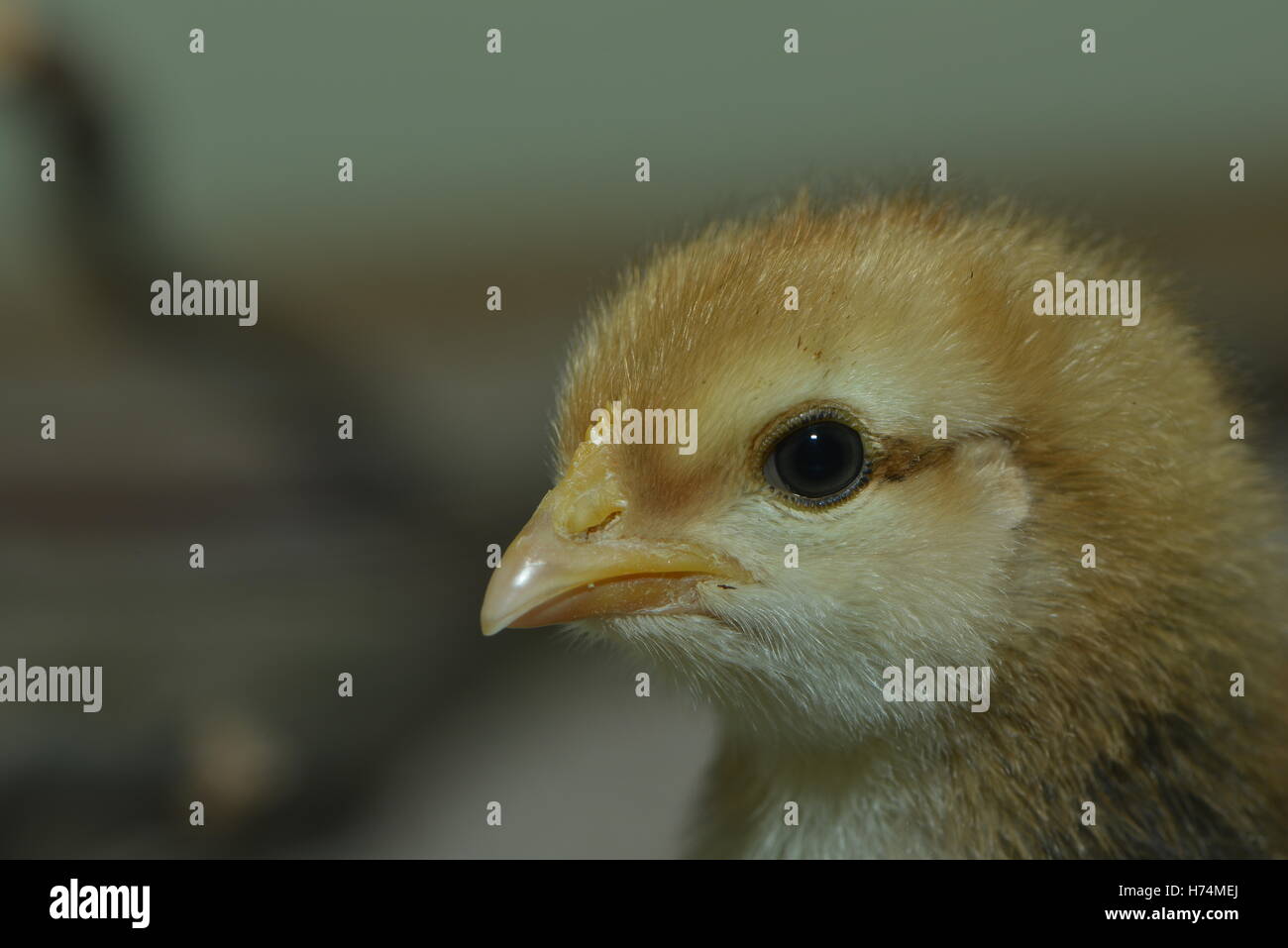 baby chicken Stock Photo Alamy