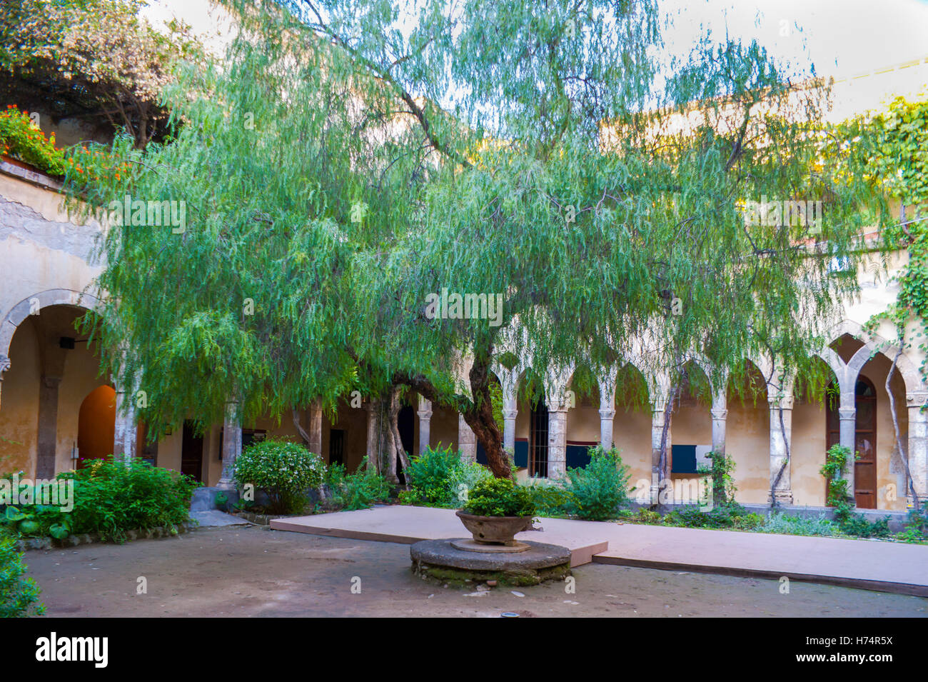 the big green tree grows in the courtyard of the church Stock Photo