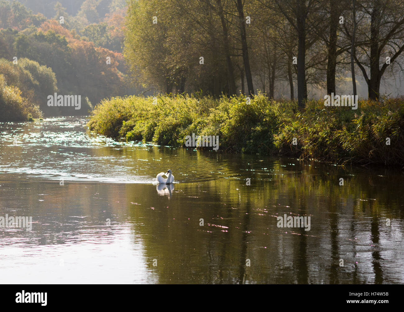 Pristine swan floating down glass-like river. Stock Photo