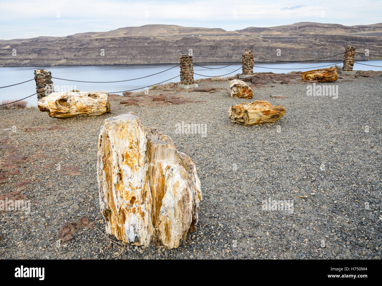 Ginkgo Petrified Forest State Park Stock Photo Alamy