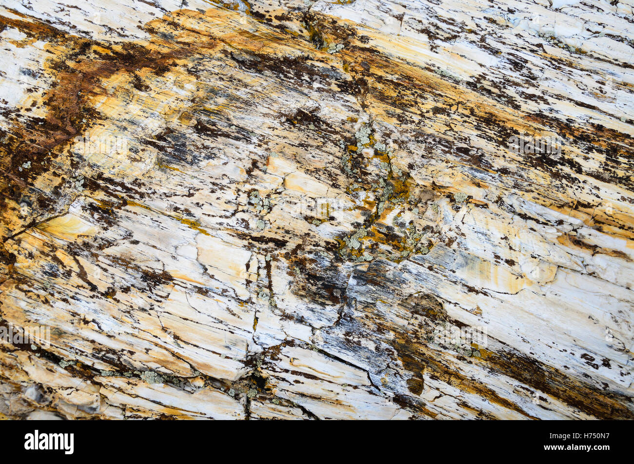 Ginkgo Petrified Forest State Park Stock Photo - Alamy
