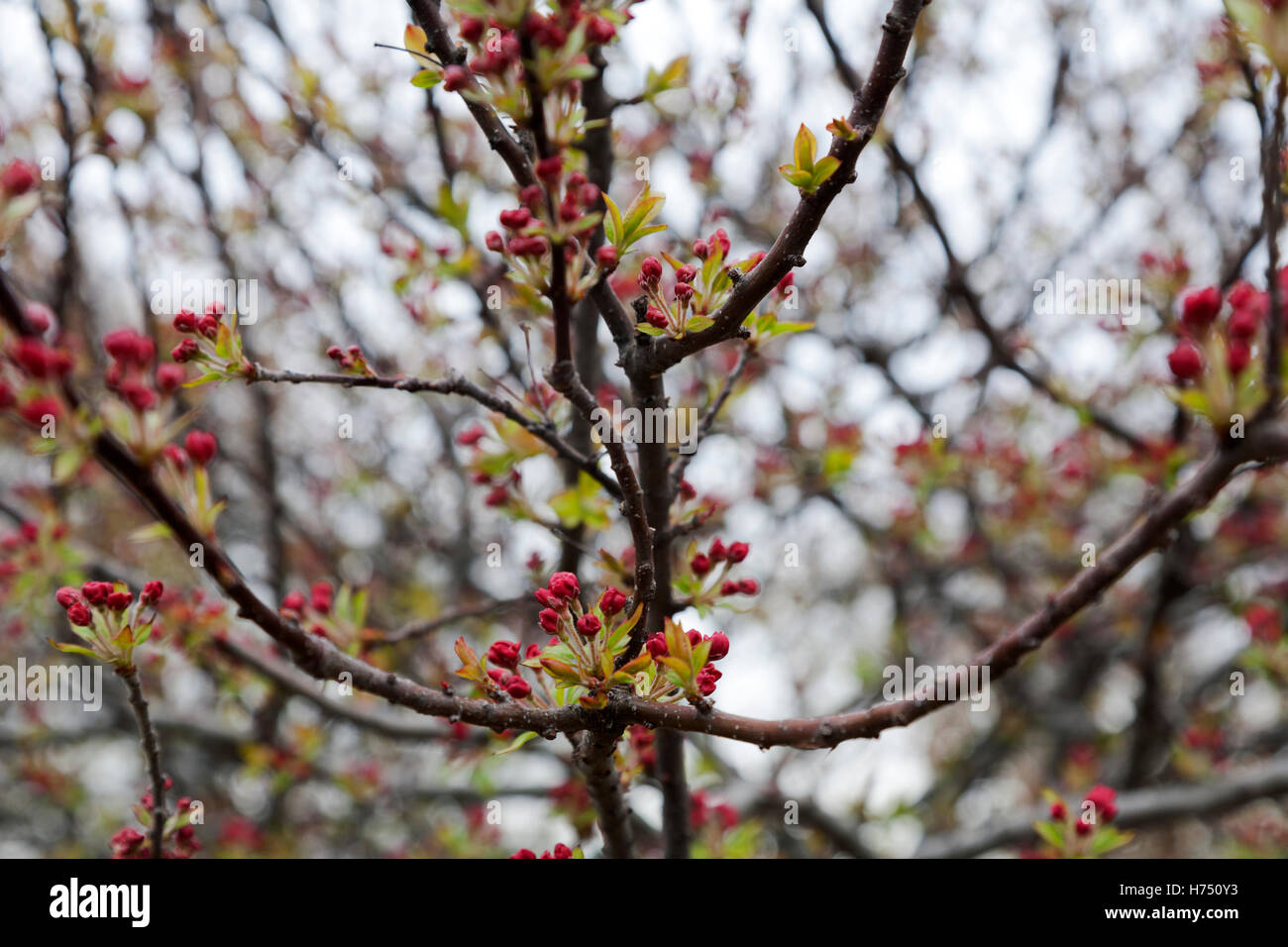 Crab apple tree in bloom Stock Photo Alamy