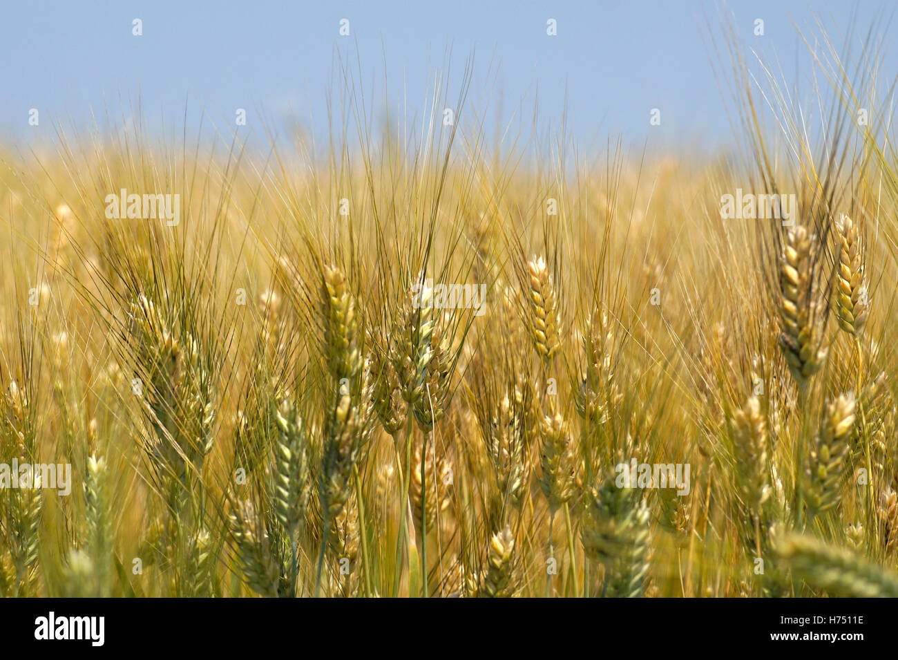 wheat, field, corn, ear, farm, summer, sky, grain, harvest, barley, nature, gold, plant, season, rural, grow, yellow, agricultur Stock Photo