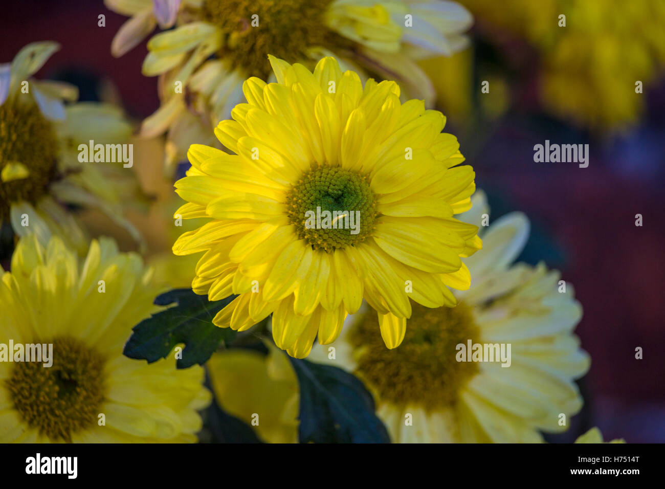 Big yellow flower hires stock photography and images Alamy