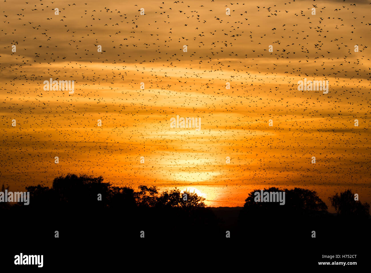 Large flock of starlings (Sturnus vulgaris) in front of sunset. Murmuration at dusk fills sky with huge numbers of birds Stock Photo