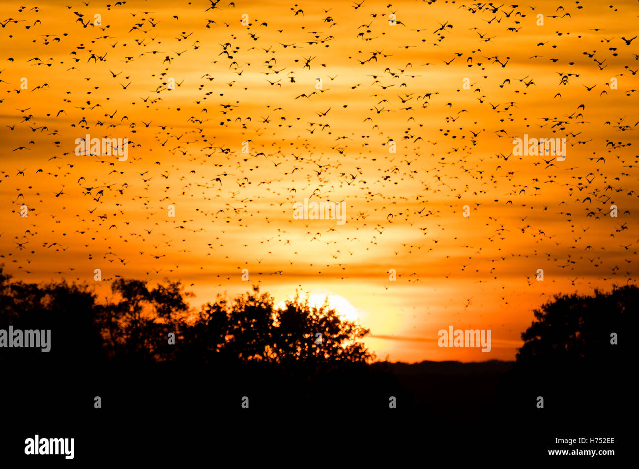 Flock of starlings (Sturnus vulgaris) in front of sunset. Murmuration at dusk fills sky with huge numbers of birds Stock Photo