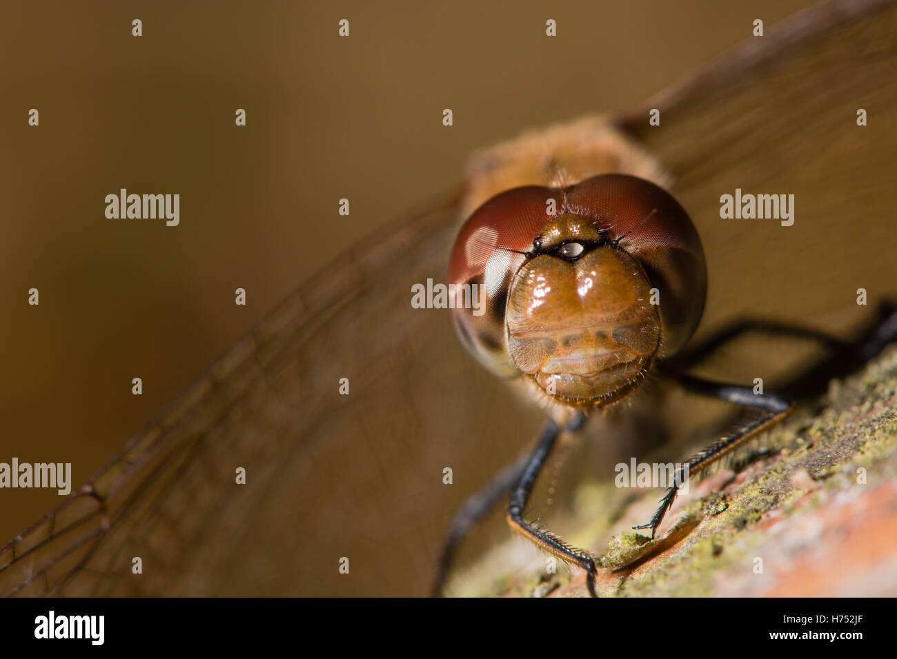 Common darter (Sympetrum striolatum) male compound eyes and frons. Red dragonfly in the family Libellulidae, perched on wood Stock Photo