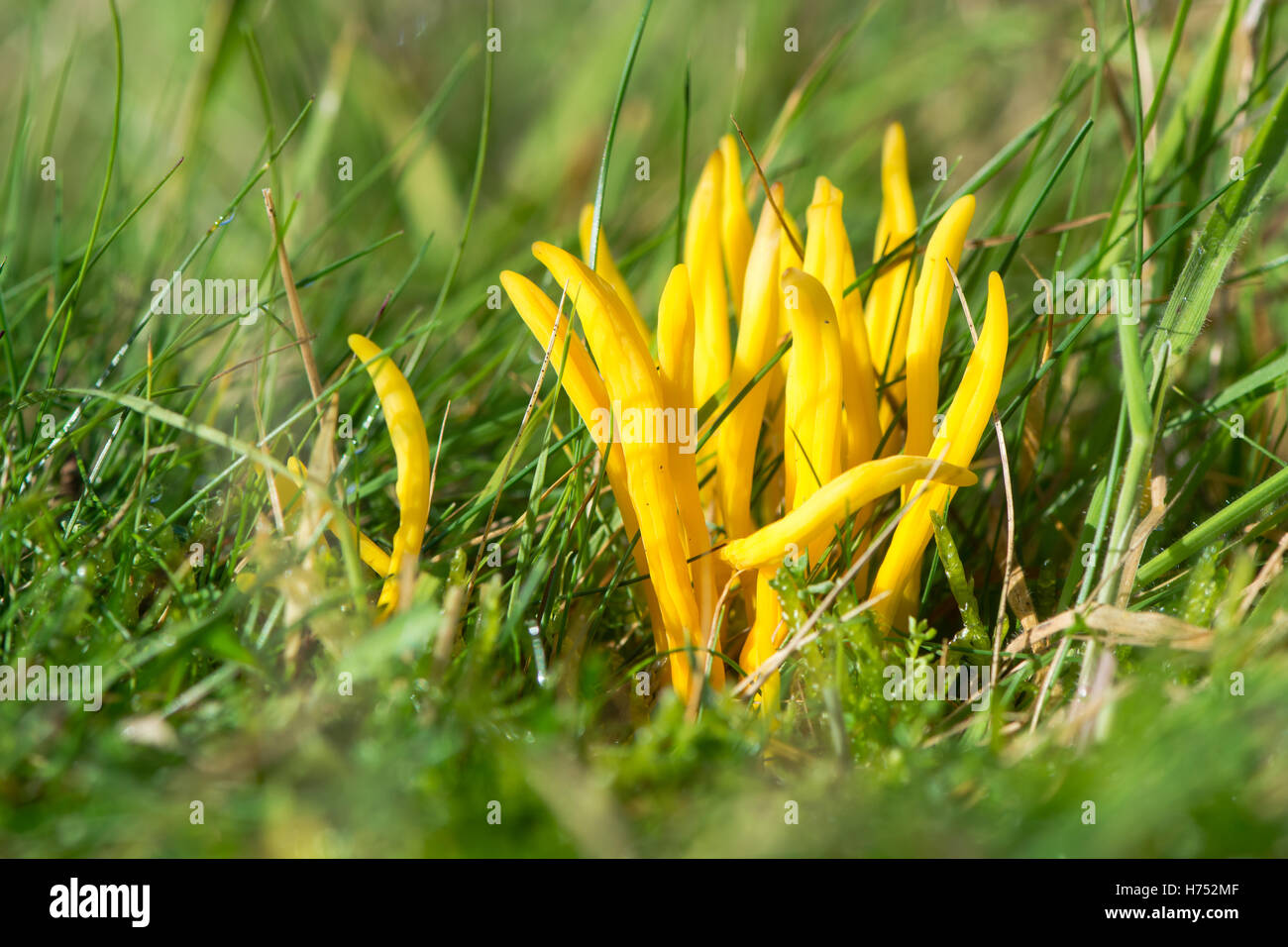 Golden spindles (Clavulinopsis fusiformis) fungi. Bright yellow fungus in dense tuft, in the family Clavariaceae Stock Photo
