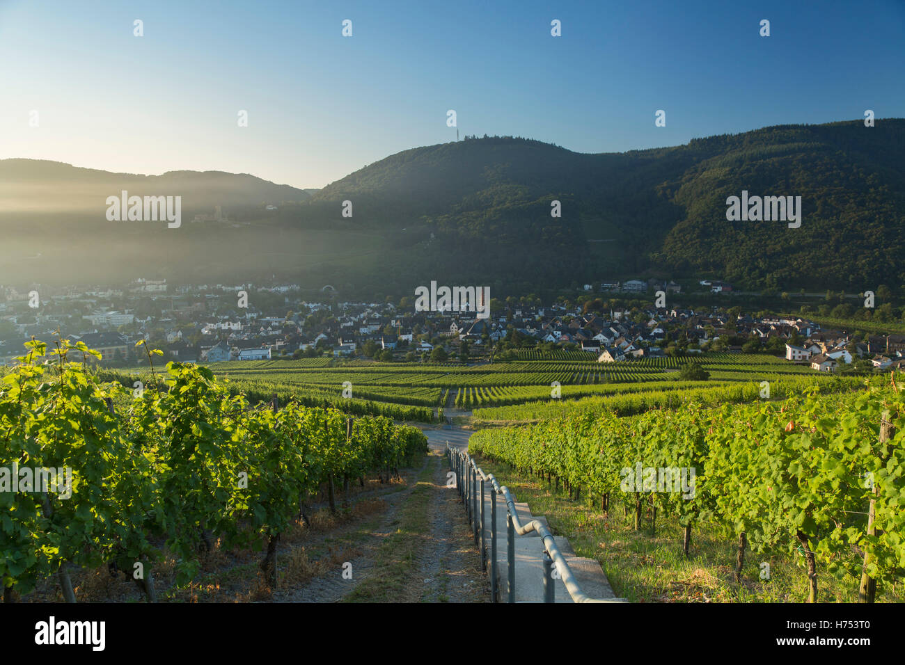 View of vineyards, Bernkastel-Kues, Rhineland-Palatinate, Germany Stock Photo