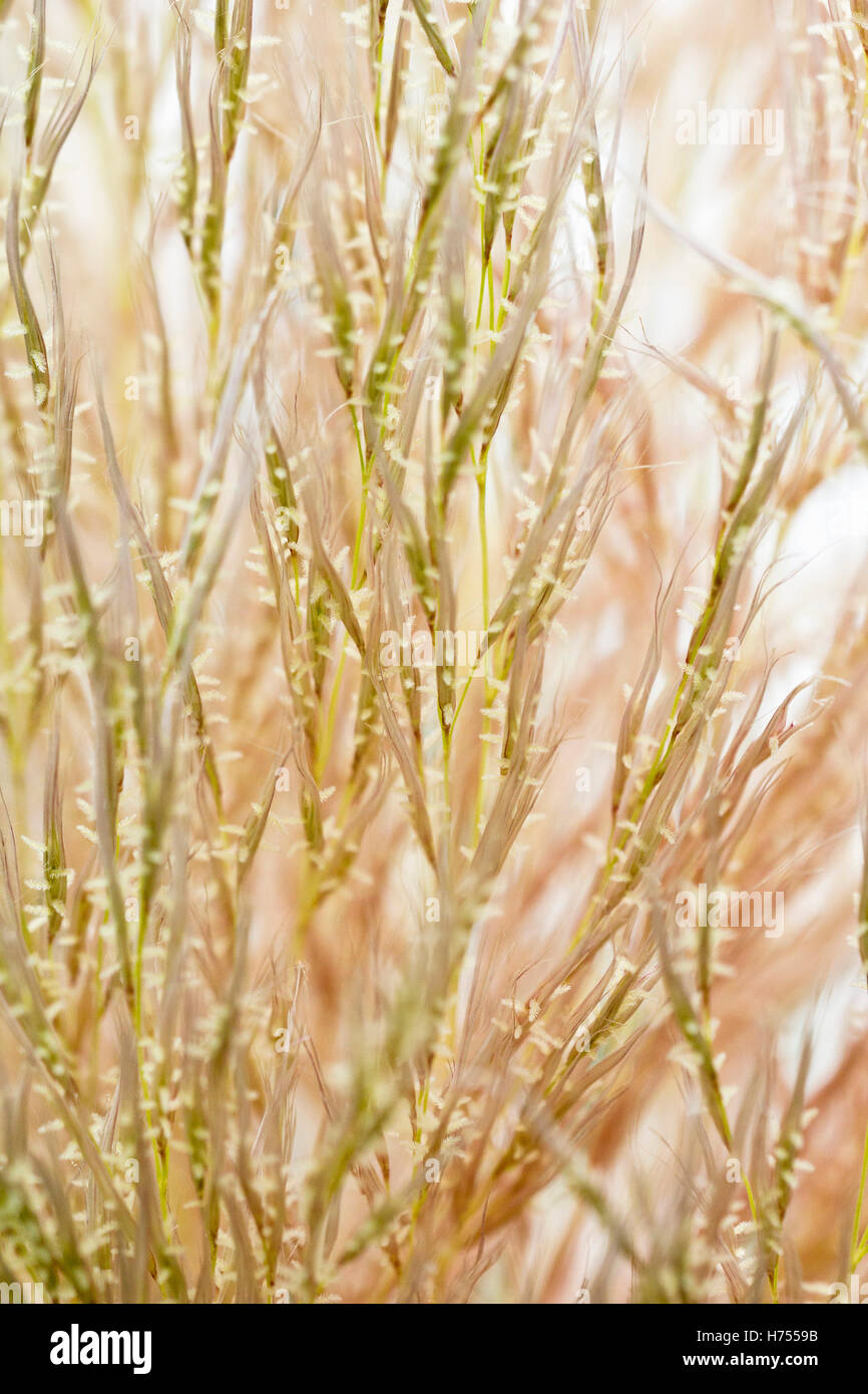 Abstract close-up of a plant Stock Photo